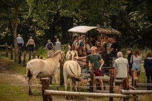 Masser af dyr på Hjerl Hede